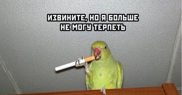 Смешные попугаи