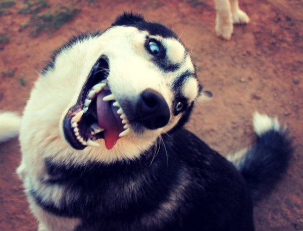 Тупая хаски