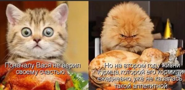 Смешные коты с едой с надписями