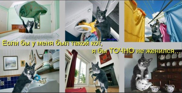 Кот стирает