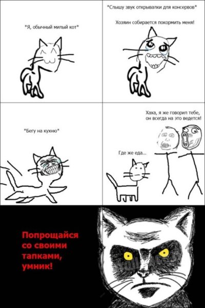 Мемы с котиками