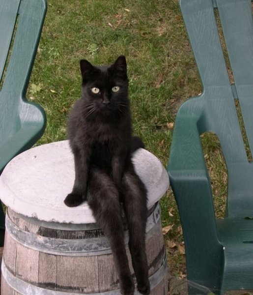 Смешные черные коты