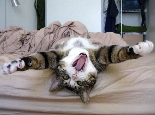 Котик проснулся