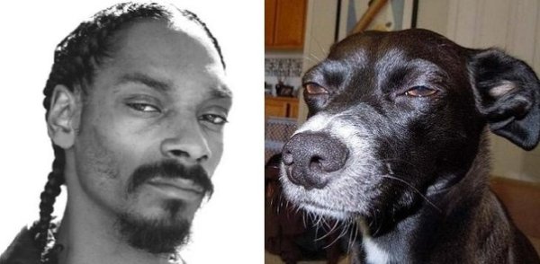 Левретка снуп дог