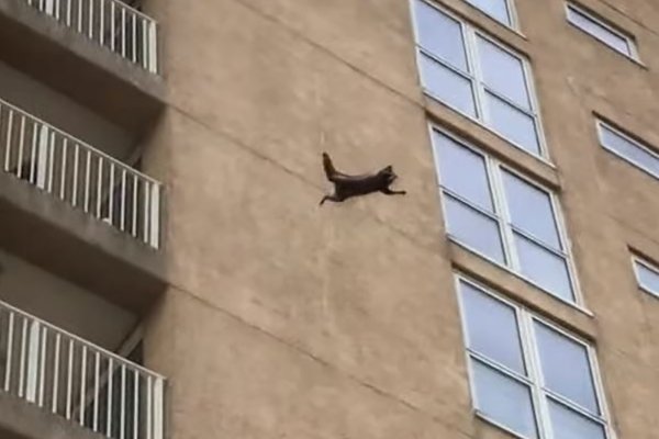 Коты прыгают с крыши