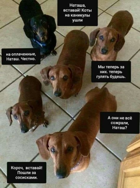Наташа и собаки мемы