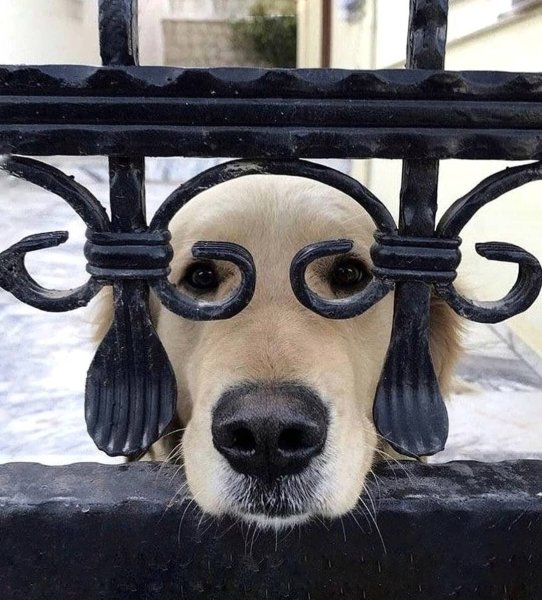 Забавные собаки