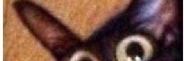 Кот чипсеки Мем без надписи