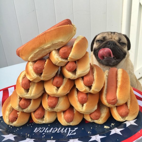 Собака хот дог порода