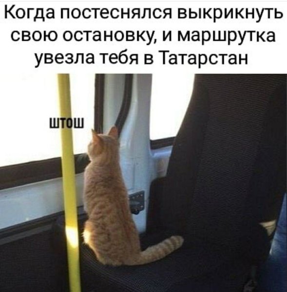 Кот в автобусе прикол