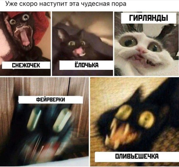 Мемы с котами чипсики сухарики