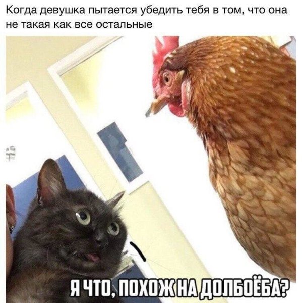Кот и курица