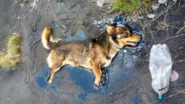 Собака в луже