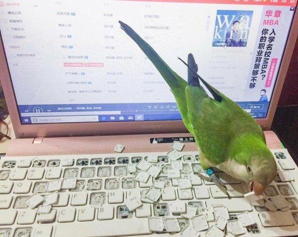 Смешные попугаи