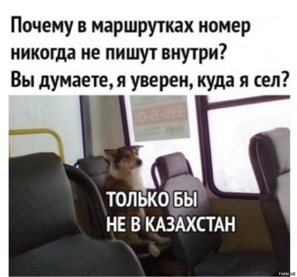Котик едет в автобусе