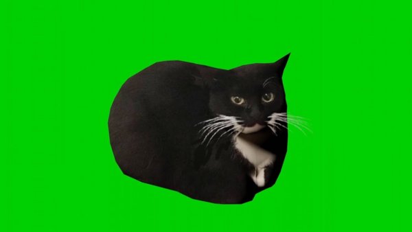 Maxwell Cat Original