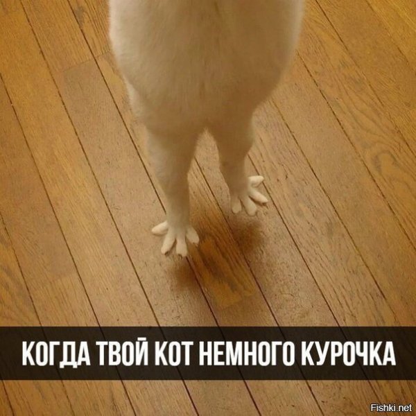 Кот и курица Мем