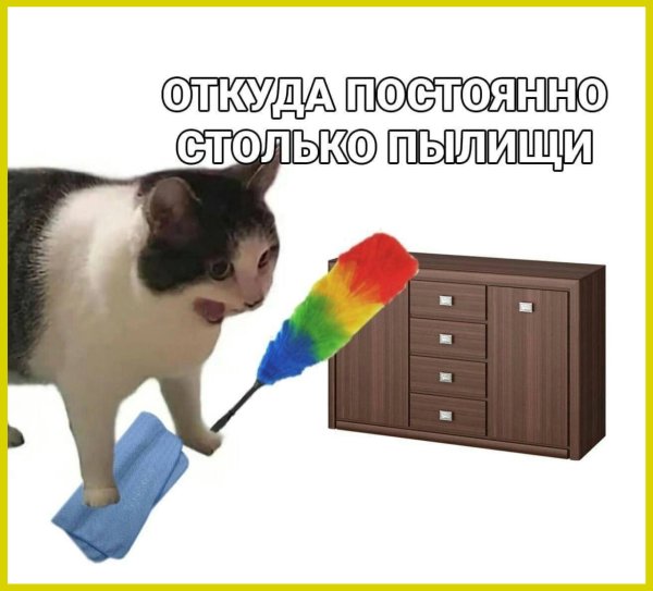 Кот убирается Мем
