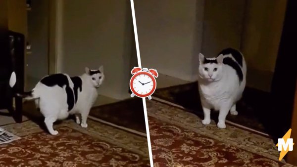 Кот из тик тока белый толстый