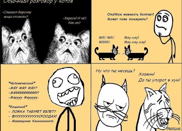 Мемы с котами