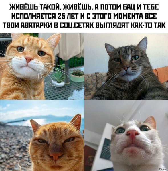 Мемы с котом