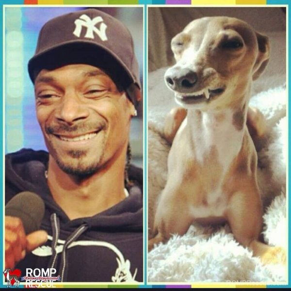 Собака кизару снуп дог