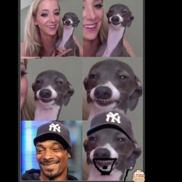 Левретка снуп дог