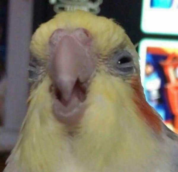 Смешные попугаи