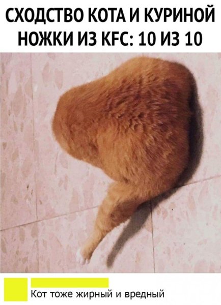 Кот куриная ножка