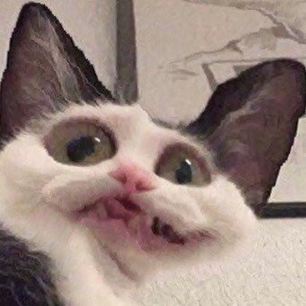 Орешки Мем с котом