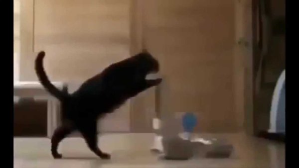 Кот убирается