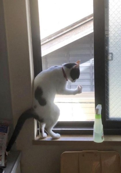 Белиссимо Мем кот