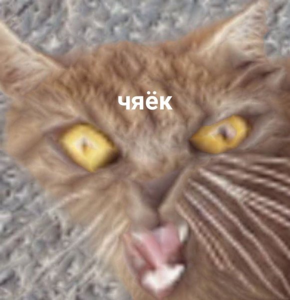 Коты мемы