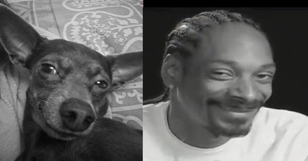 Снуп дог лысый