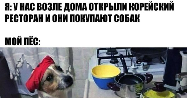 Мем про собаку и корейскую кухню
