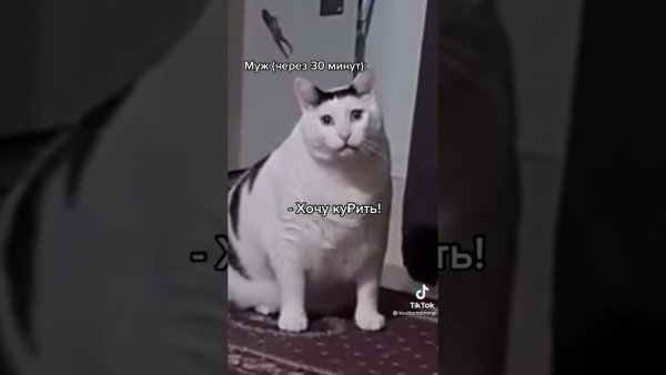 Кот Бендер Мем