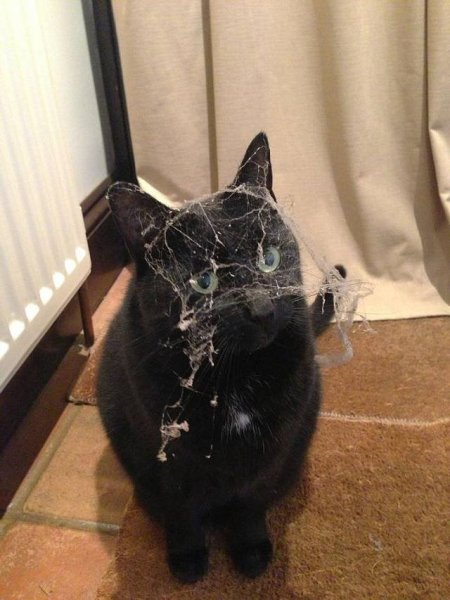 Кот за диваном уберись