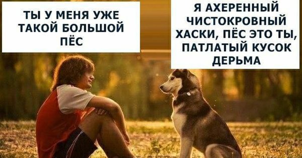 Это ты пес а я чистокровный