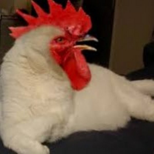 Бешеная курица