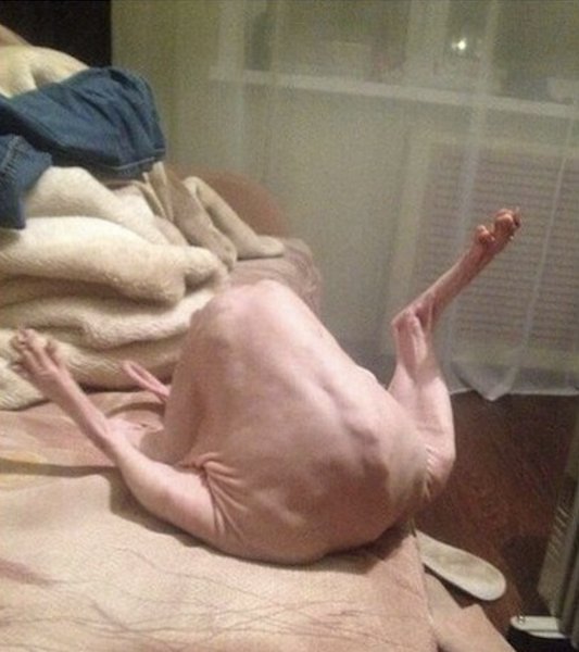 Лысый кот похож на курицу