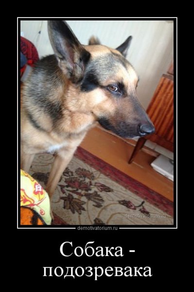 Собака подозревака фото