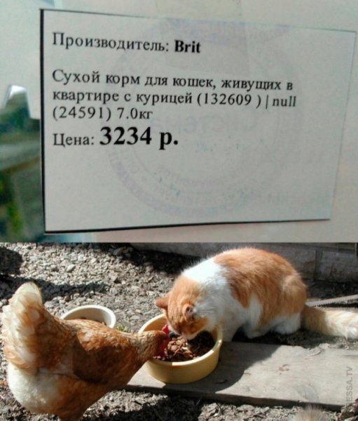 Корм для кошек живущих с курицей Мем