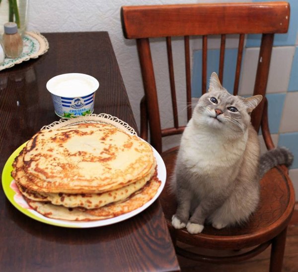 Кот blini