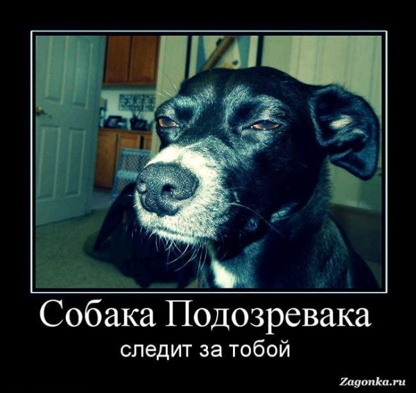 Собака подозревака фото