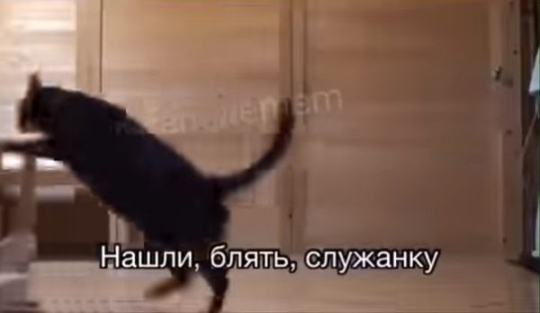 Нашли служанку Мем с котом