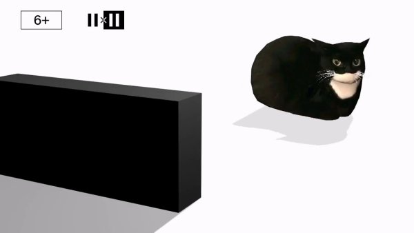 Черный кот вращается