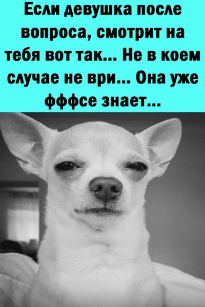 Взгляд собаки подозреваки