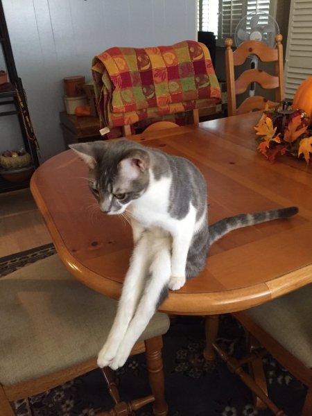 Кот сидит на табуретке