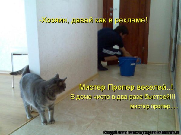 Кот в квартире прикол
