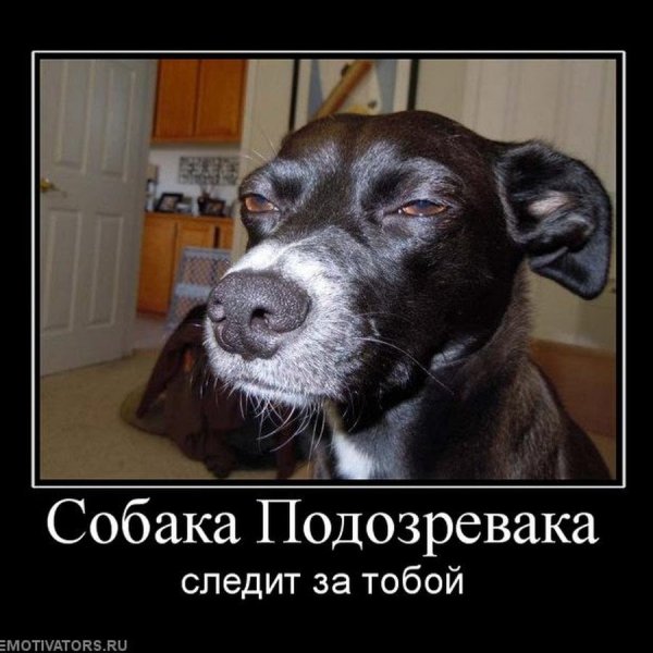 Собака подозревака классическая